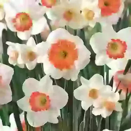 Pink & White Mixture